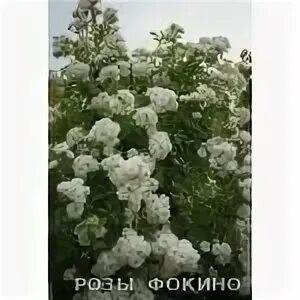 Розы фокино. Доброцен саженцы роз. Питомник розы фокино. Розы фокино. Питомник фокино на весну 2025.