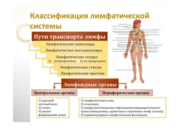 Функциональная анатомия вен головы и шеи. Венозная система - презентация онлайн