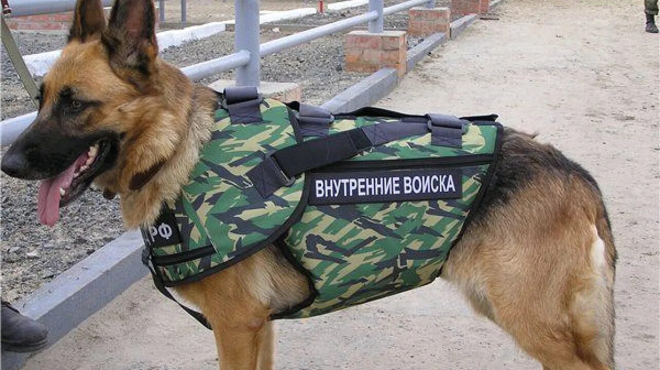 Встреча "Человек собаке друг" 2018, Шуйский район - дата и место проведения, про