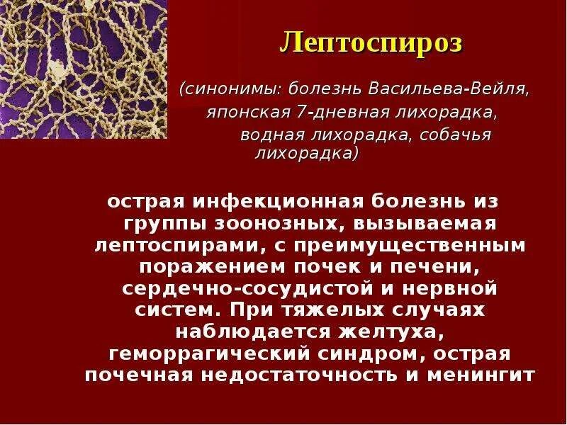 Признаки лептоспироза. Лептоспироз патогенез печень. Желтая лихорадка лептоспироз. Лептоспироз возбудитель заболевания. Болезнь Васильева-Вейля.