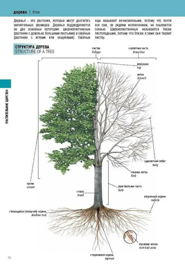 Число tree. Число tree