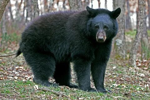 Black Bear. 