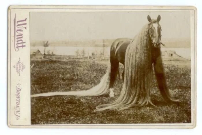 Большой конь 1846 года. Линус длинногривая лошадь. Линус Орегонская лошадь. Лошадь породы Линус. Лошадь с самой длинной гривой в мире.