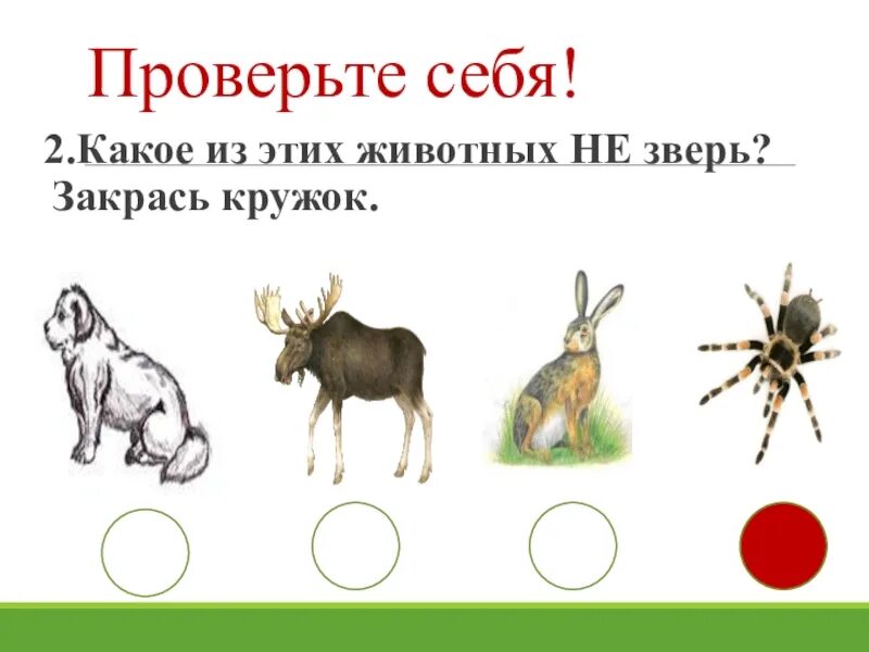 Конспект урока животные 1 класс. Звери это кто. Звери для презентации. Звери презентация 1 класс. Диволнве окружающий мир 1 класс.