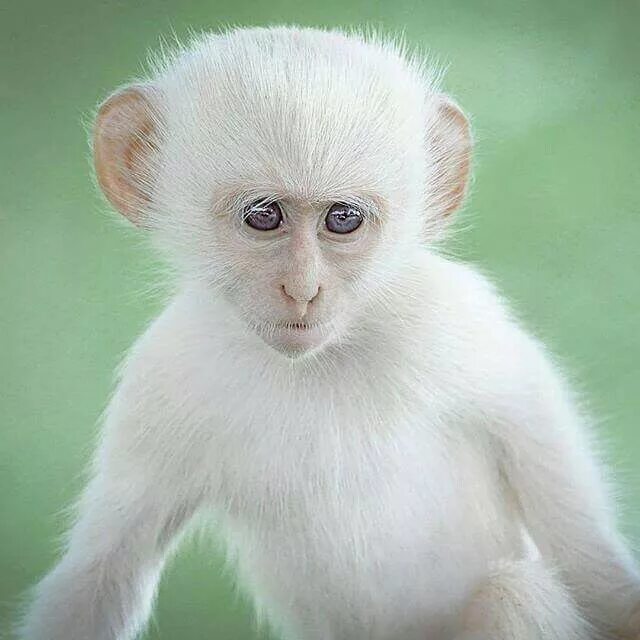 Observan en Indonesia con Buen Estado de Salud al único Orangután Albino del pla