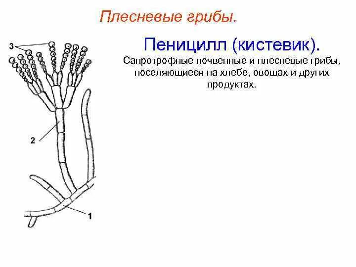 Строение плесневого гриба пеницилла. Части плесневого гриба пеницилла. Гриб пенициллиум строение. Строение плесневого гриба пенициллина. Мицелий гриба пеницилла