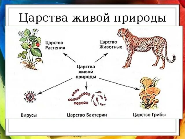 Рисунки царств живой природы. Царства живой природы. Царства живой природы схема. Царства живой природы рисунок. Царства живой природы представители.