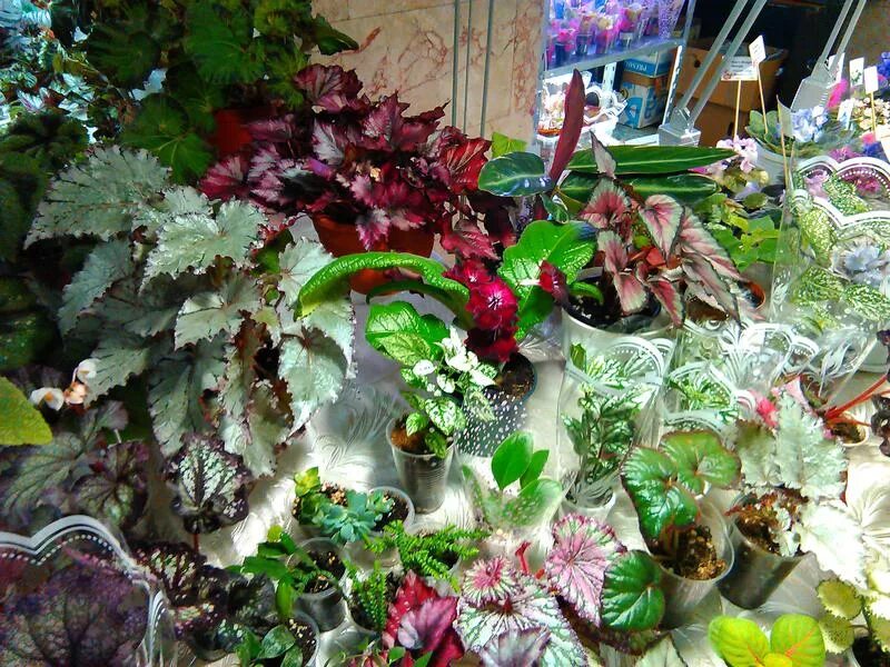 выставка цветов краснодар декабрь