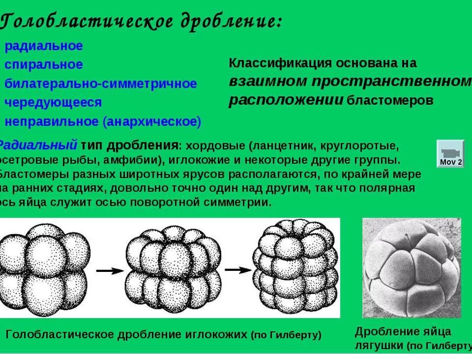 Центр дробление. Радиальное билатеральное спиральное дробление. радиальное дробление зиготы. радиальное голобластическое дробление. типы дробления зиготы спиральное.