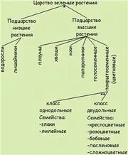 Виды растений классификация 3 класс