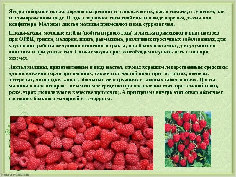 Сонник есть ягоды. Собирать ягоды во сне. Собирать ягоду приснилось. Тип ягодный. К чему снится свежая ягода.