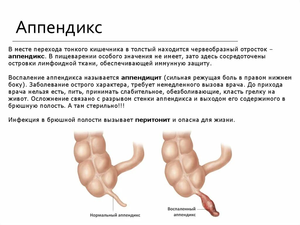 Размер аппендикса