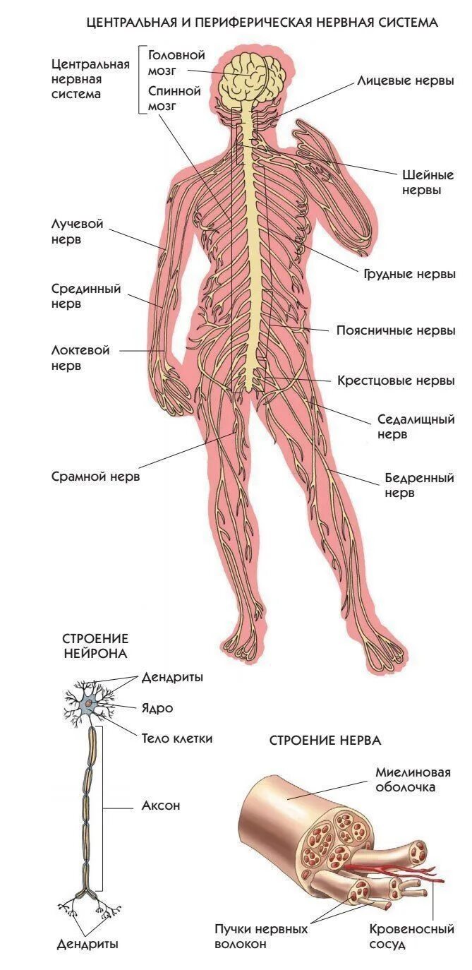 Нервная система ЦНС И ПНС схема. Нервная система человека строение Центральная и периферическая. Нервная система человека схема периферическая. Нервная система Центральная и периферическая схема. Укажите название органа периферической нервной системы человека