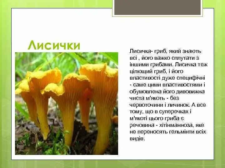 Грибы лисички ложные описание