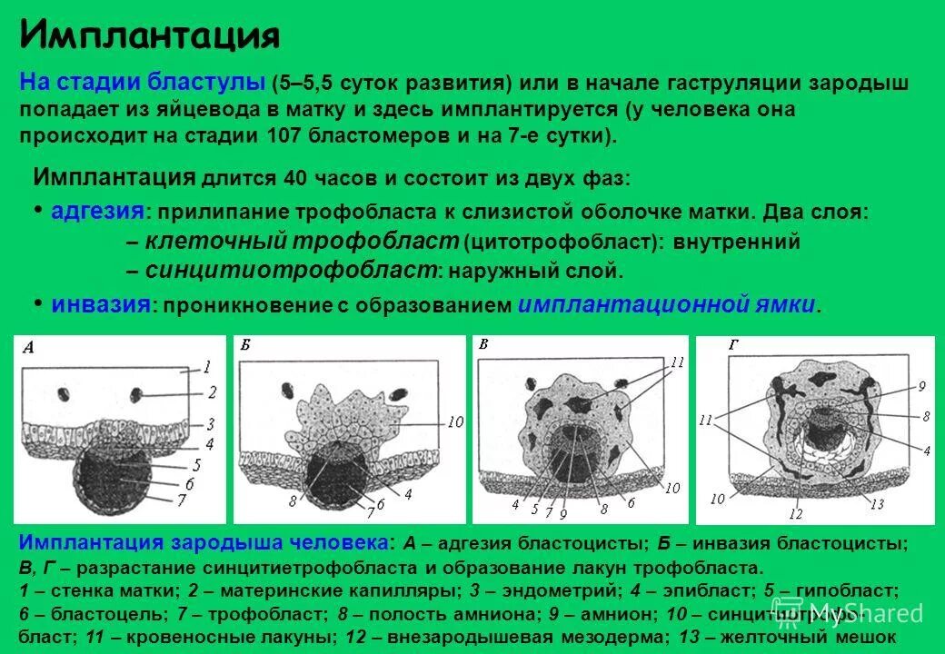 Имплантация зародыша адгезия трофобласта. Окно имплантации. Оплодотворение и имплантация. Дробление гаструляция и имплантация зародыша человека схема. Характеристика имплантации зародыша.
