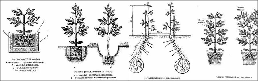 Схема рассады томатов. Высадка рассады томатов схема. глубина посадки рассады томатов в теплице. схема посадки высокорослых помидор. теплица 3 на 6 схема посадки томатов.