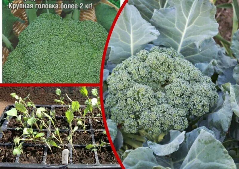 Капуста монако описание сорта фото Монако F1 семена брокколи Syngenta купить, выгодная цена в Украине