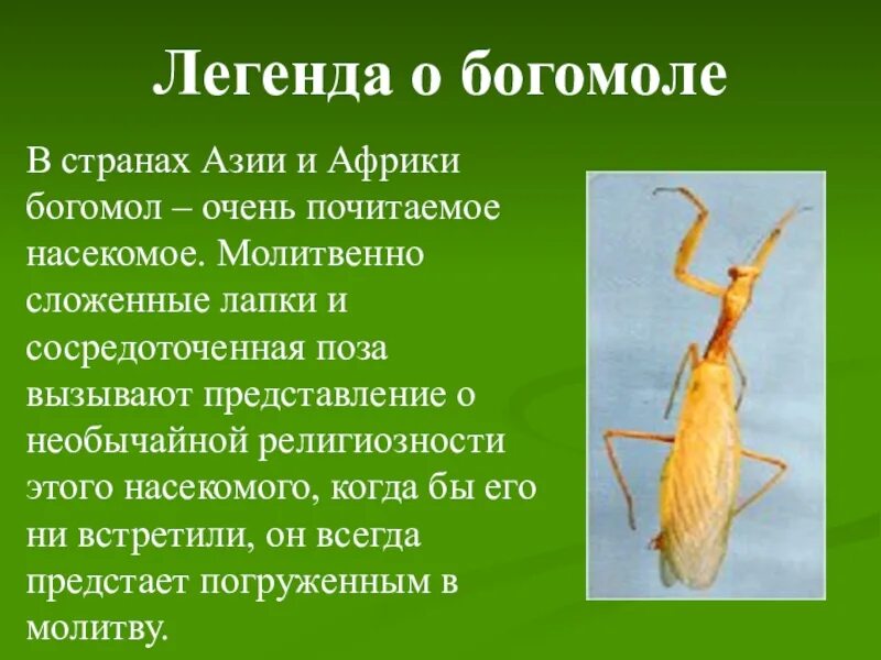 Особенность богомолов. Легенда о животном. Легенды о животных 2 класс. Легенда о богомоле. Легенда МИФИ О животных.