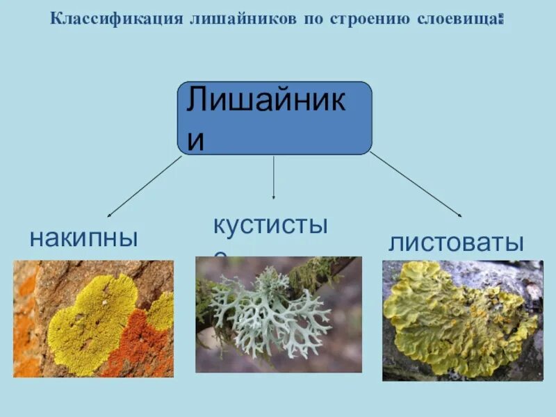 Лишайники относятся к группе. Классификация накипные лишайники. Лишайники накипные кустистые. Лишайники листоватые кустистые. Кустистые листоватые накипные лишайнник.