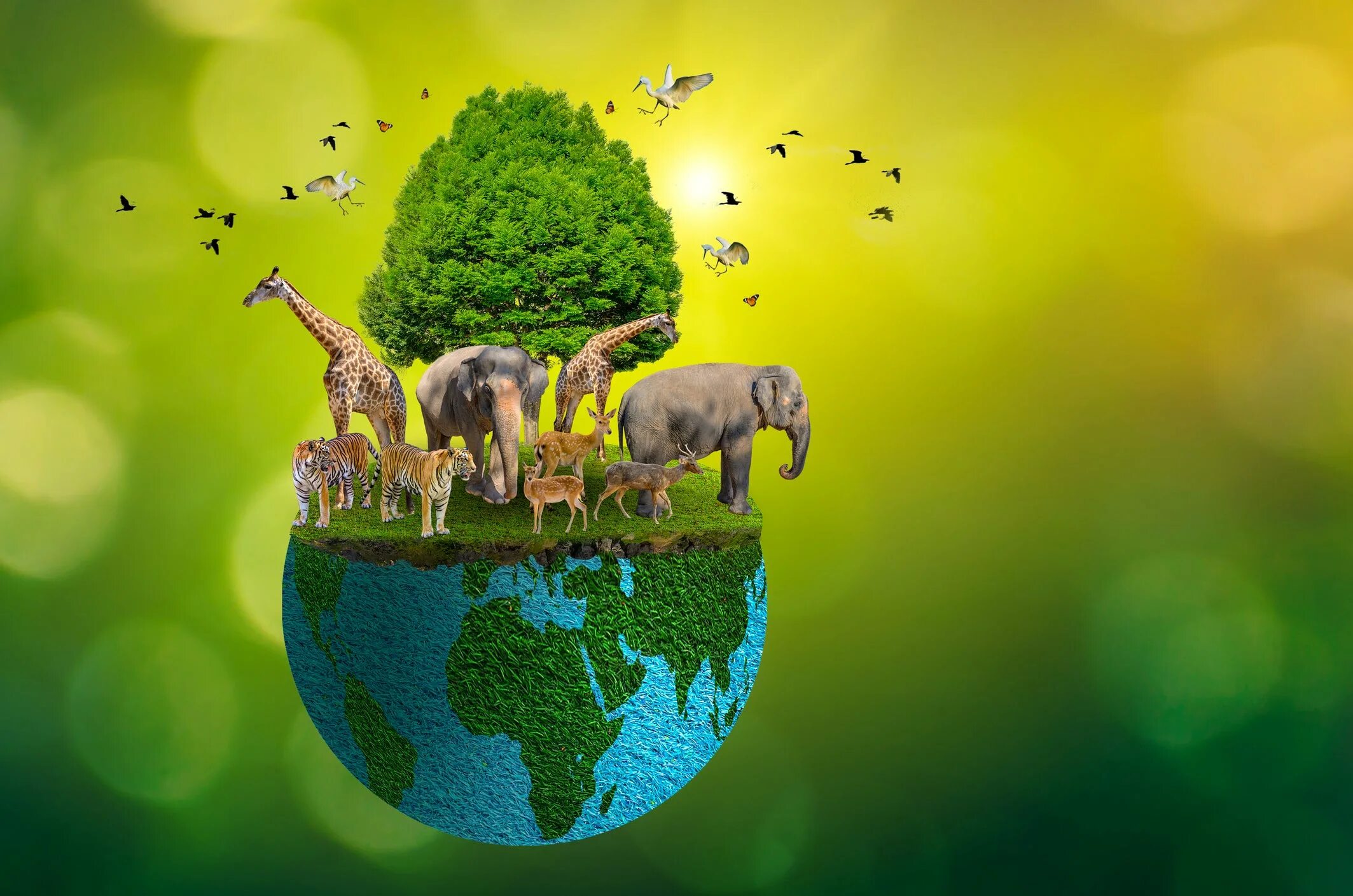 Are we doing enough to protect animals