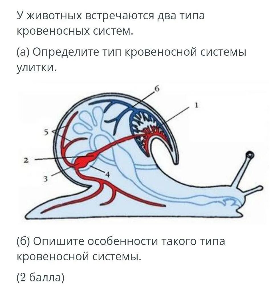 Тип моллюски кровеносная система. Периферическая система это улитки. Кровеносная система моллюсков замкнутая или незамкнутая. Кровеносная система моллюсков замкнутая или незамкнутая. Кровеносная система моллюсков схема.