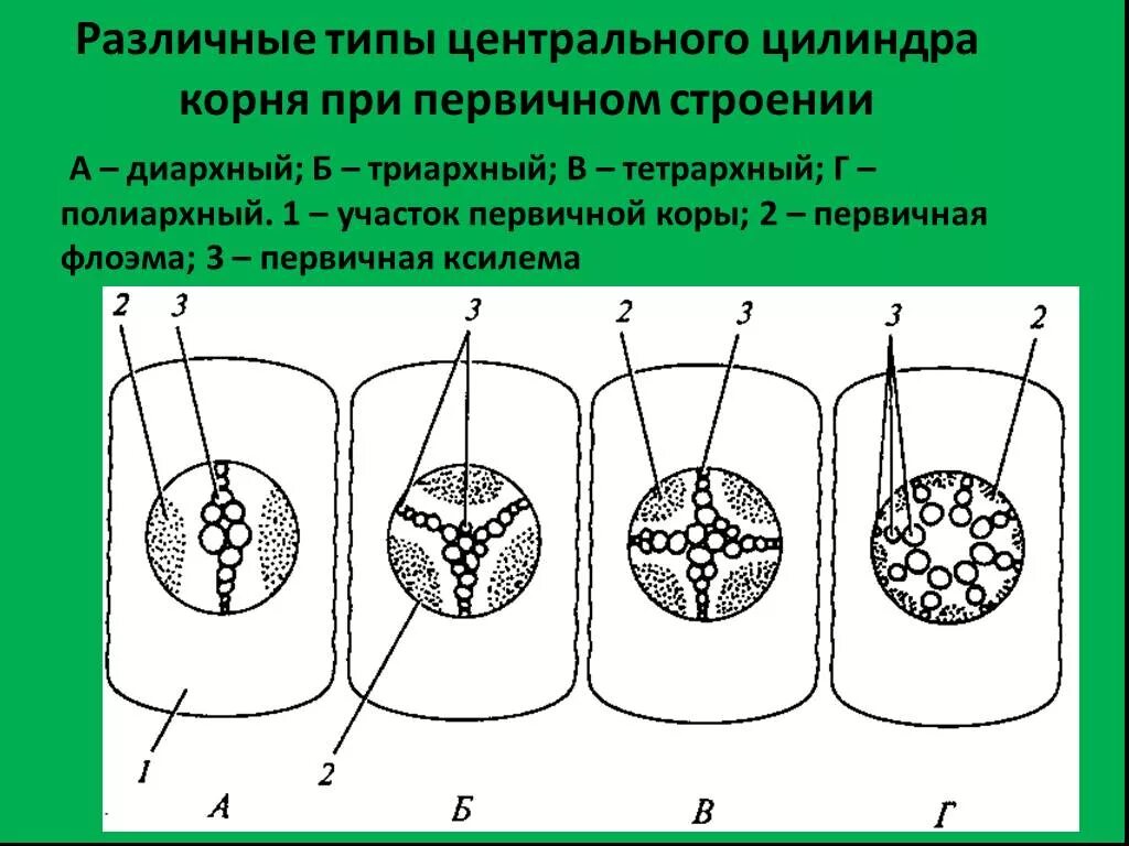 Центральный цилиндр корня. Центральный осевой цилиндр корня. Типы строения центрального цилиндра корня. Виды центрального цилиндра у растений. Строение центрального цилиндра.