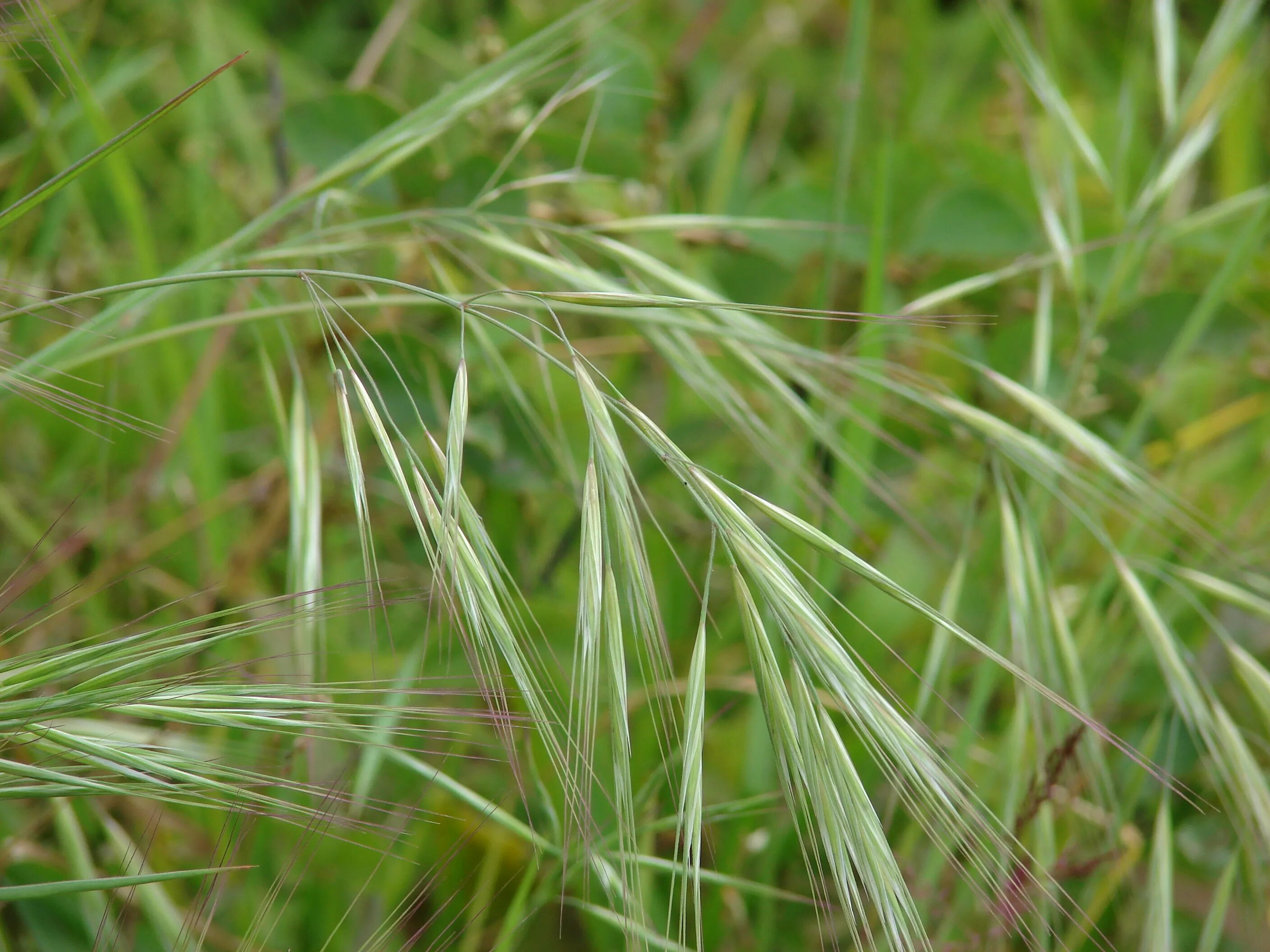 Костер полевой. Кострец безостый. Кострец Бородач. Bromus tectorum. Ежовник Bromus.