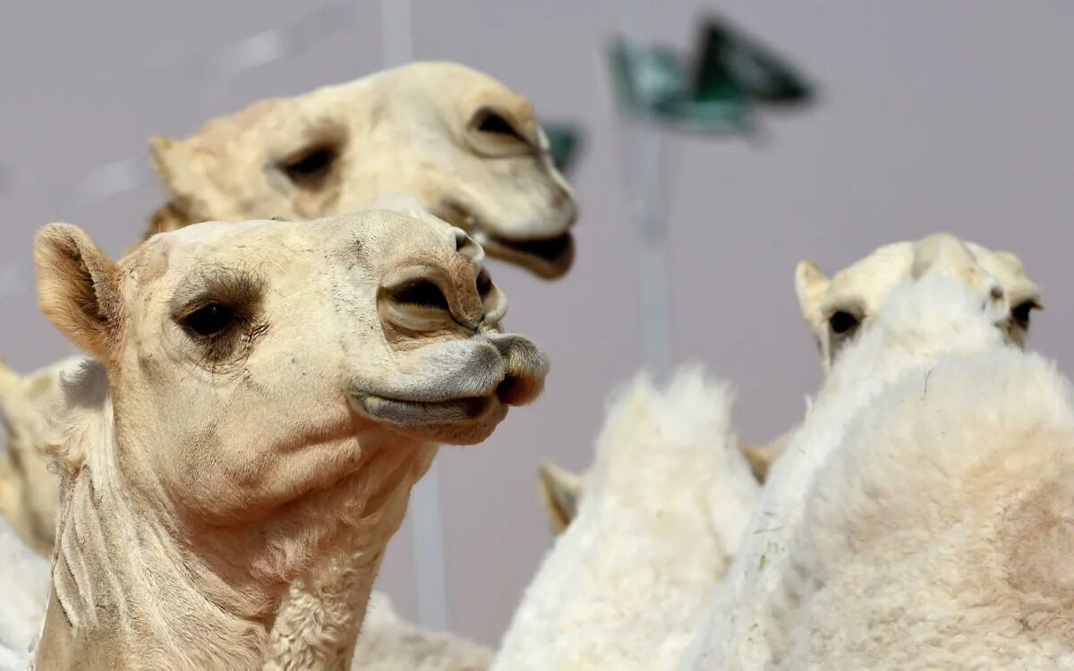Camel beautiful
