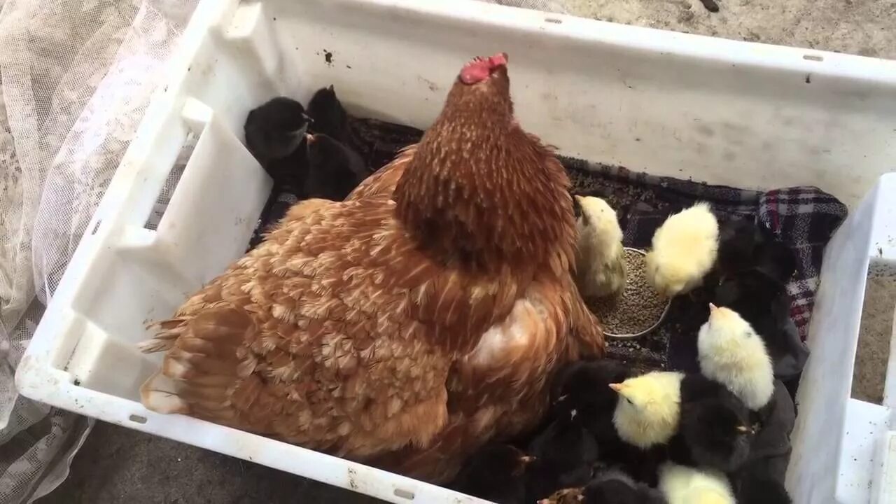 Какая курица выводит цыплят. Курица Брама Квочка. Курятник для цыплят. Курочка наседка. Квочка с цыплятами.