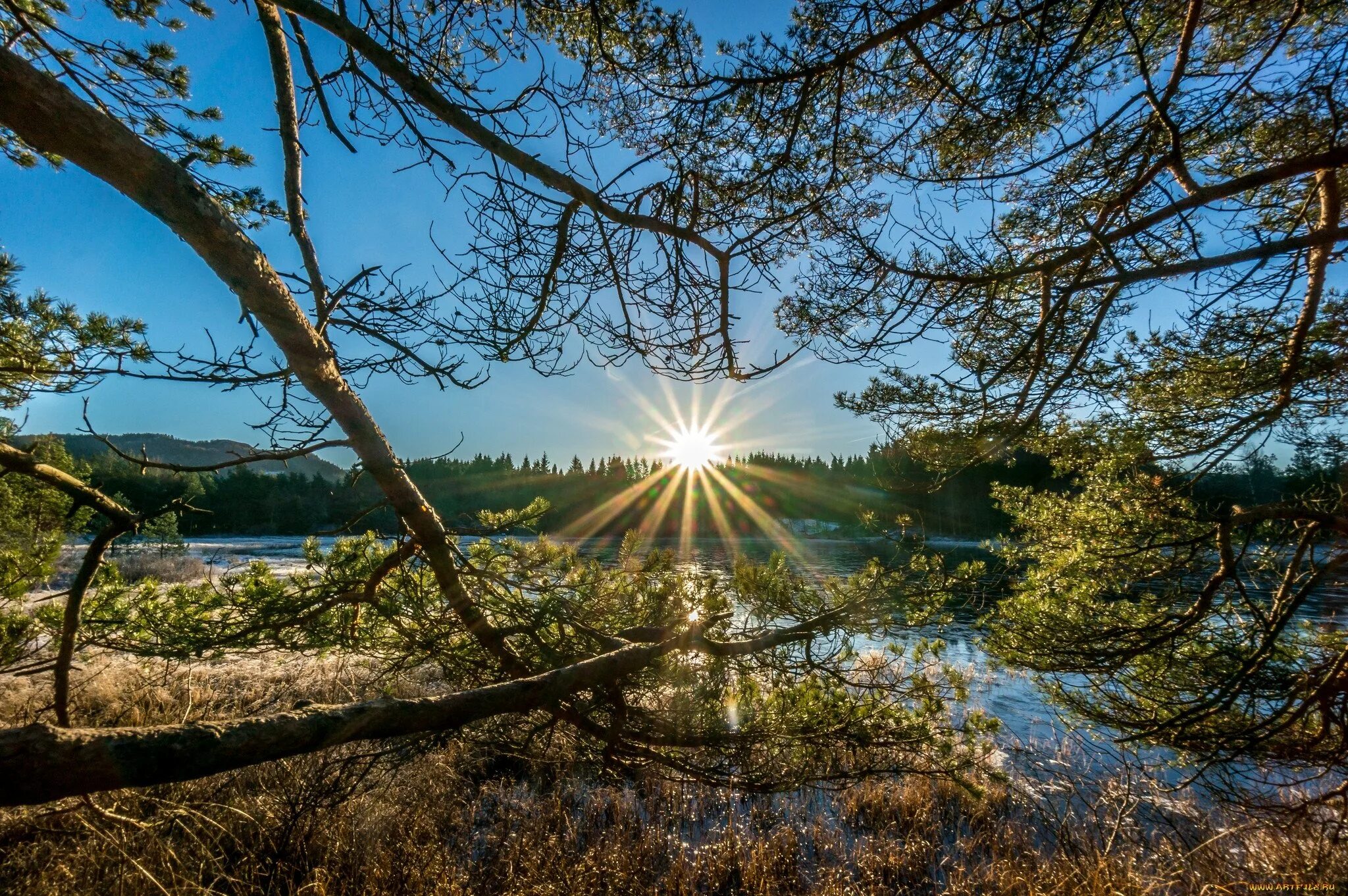 Доброе утро лес солнце. Утро природа. природа солнце. &quot;солнце в лесу&quot;. красивая природа солнце.