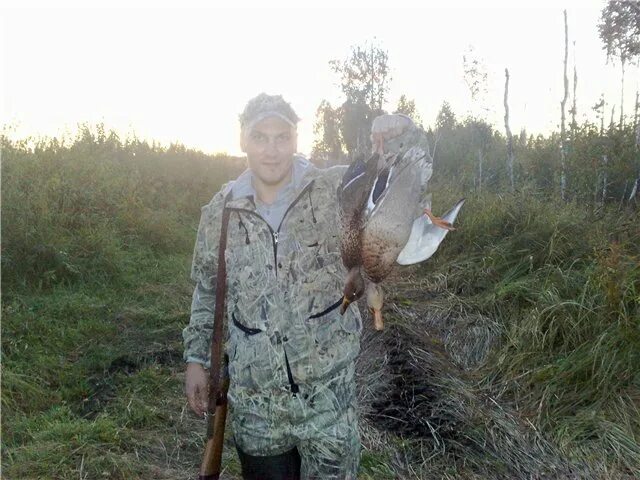 Пернатая дичь рябчики. Пернатая дичь рябчики. Когда откроется охота на водоплавающую дичь в приморском крае. Чубарая семеновская селезень. Охота на водоплавающую дичь 2021.