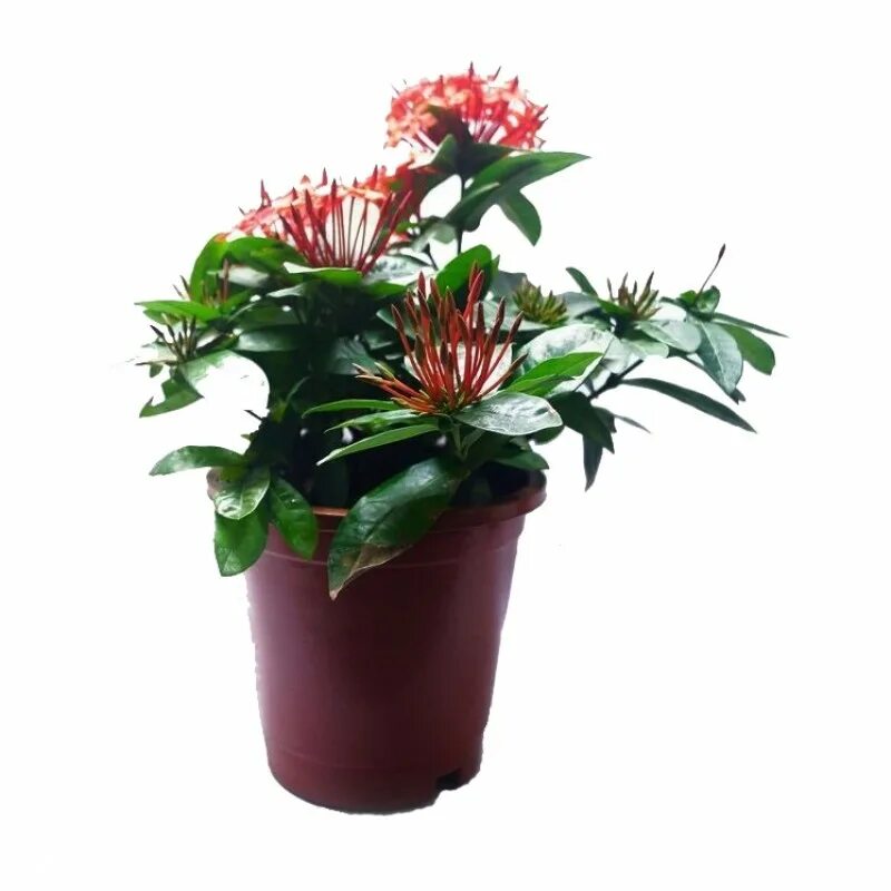 Иксора диагностические работы. Иксора Ixora lobbii (Pink and Triple Petal). Искора цветок комнатный. Горшок для болотного растения розовая пантера. Иксора размножение.