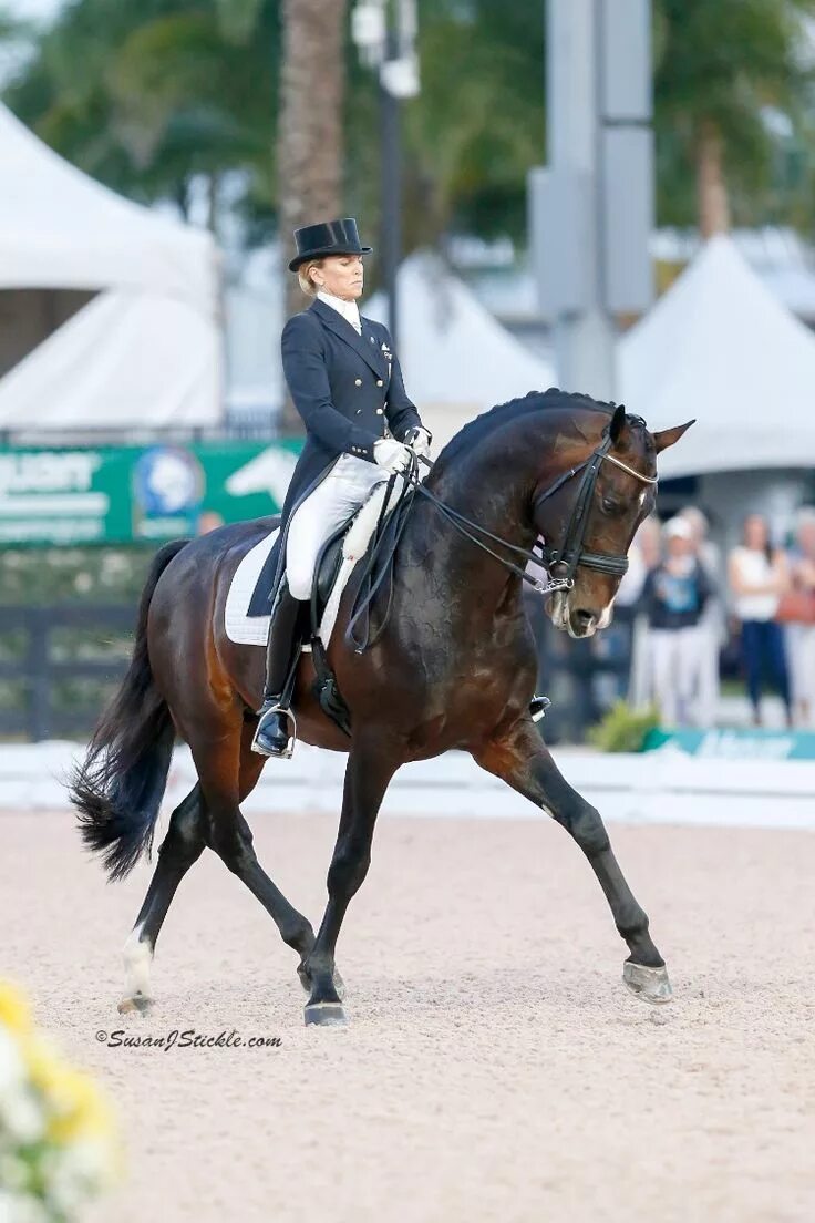 Породы для выездки. Horse dressage valegro. Роллкюр лошади. Фризская лошадь конный спорт. Породы для выездки.
