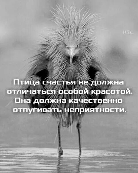 Птица завтрашнего дня кто поет. Птица счастья не должна быть. Птица счастья. Птица счастья смешная. Птица счастья не должна быть красивой.