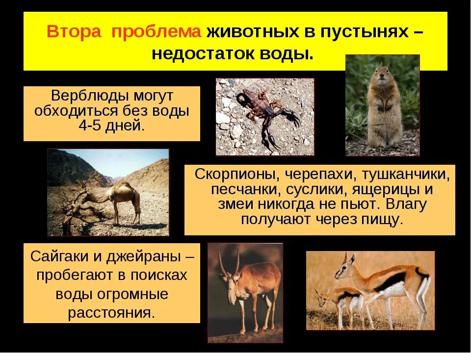 Какие животные в зоне пустынь. Доклад о животном пустыни. факты о животных пустыни. проект о животных пустыни. пустынные животные доклад.