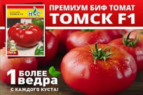 Томат томск отзывы