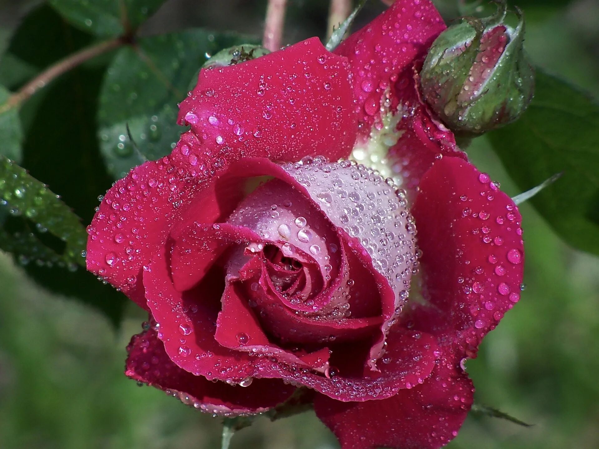 Лучшие розы земли. Красивые розы с капельками росы.
