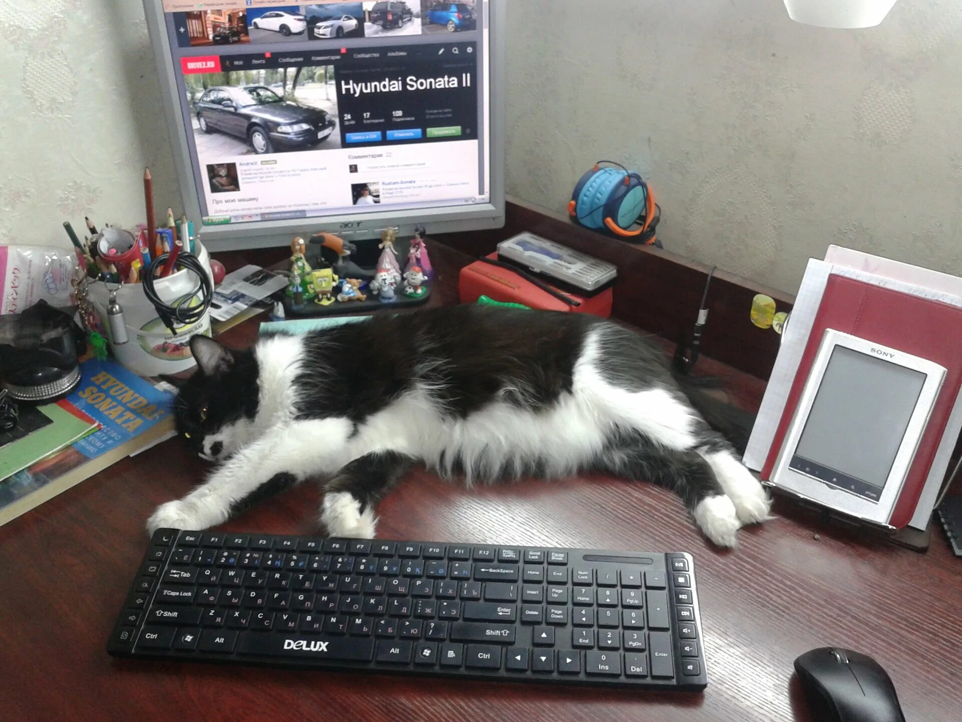Cats не работает. Кошка на работе. зверье рабочий стол. кот работает за компом. кошачья корпорация.