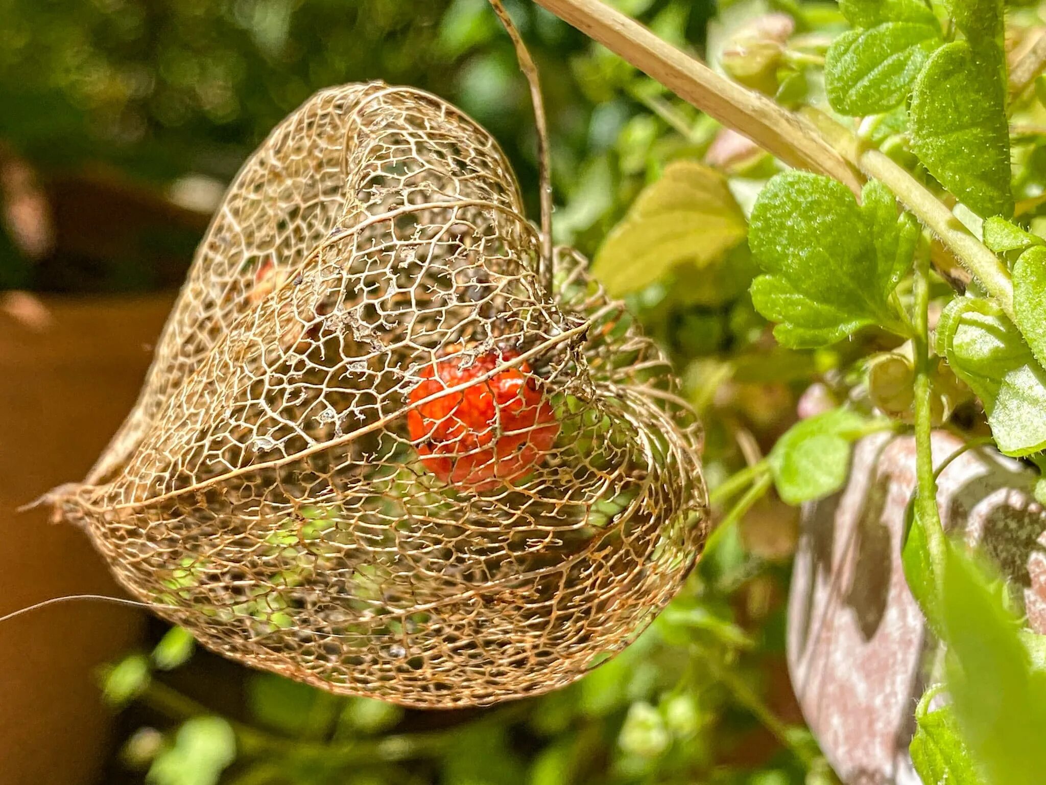 Физалис. Физалис фото. Physalis alkekengi. Физалис картина.