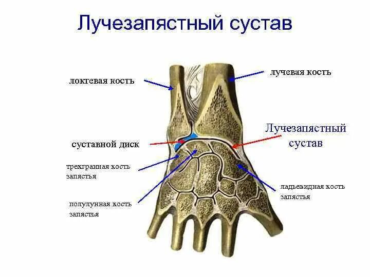 Какими костями он образован что такое вилочка. Кость образующая лучезапястный сустав. Суставной диск лучезапястного сустава. Тип лучезапястного сустава. Шиловидный отросток лучезапястного сустава.