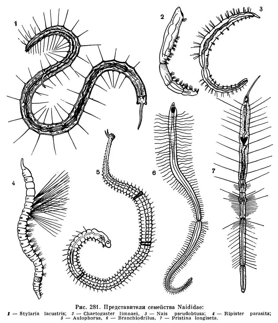 Древний кольчатый червь. Олигохеты Naididae. Малощетинковые черви олигохеты. Кольчатые черви трубочник. Малощетинковые кольчатые черви.