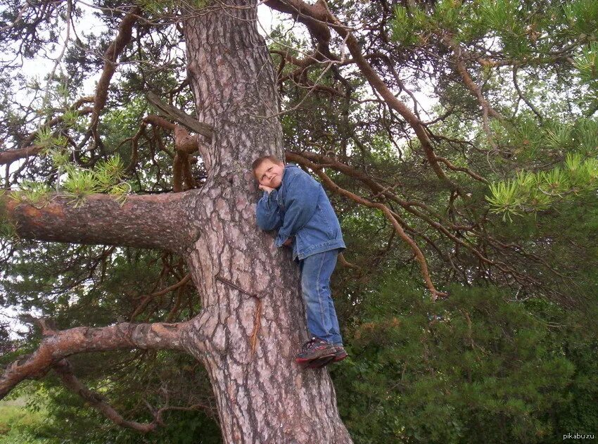 Залезть на дерево. Смешные деревья. Мужики на дереве.