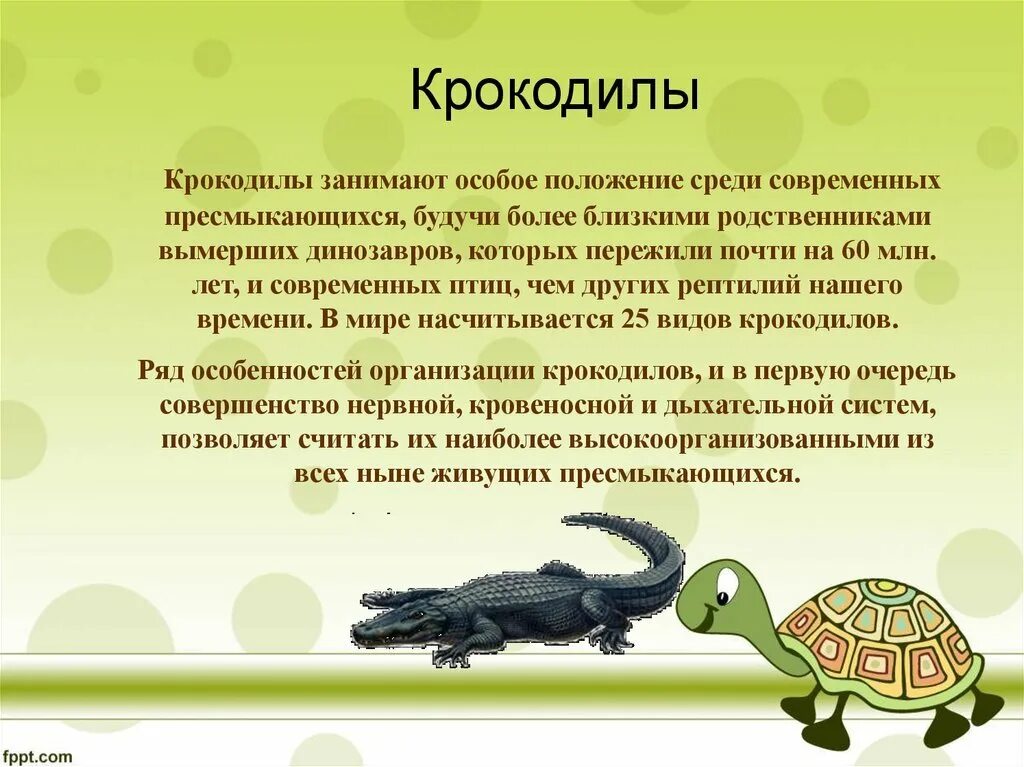 Крокодил класс животных. Сообщение о пресмыкающихся животных. пресмыкающиеся рассказ. класс пресмыкающиеся крокодилы. доклад о рептилиях.