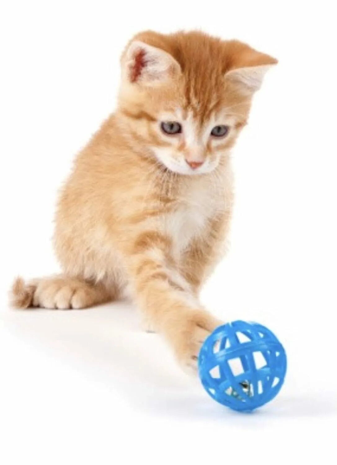 I play with cat. Котята играются. Играющие кошки. Котенок с мячиком. Кошка играет.
