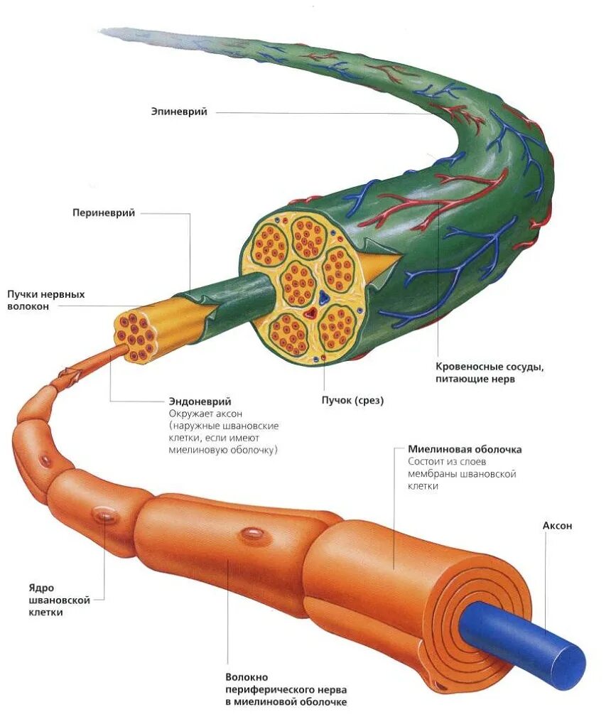 Строение нерва рисунок. Строение нерва миелиновая оболочка. Строение периферических нервных волокон. Эпиневрий периневрий. Строение периферического нерва анатомия.