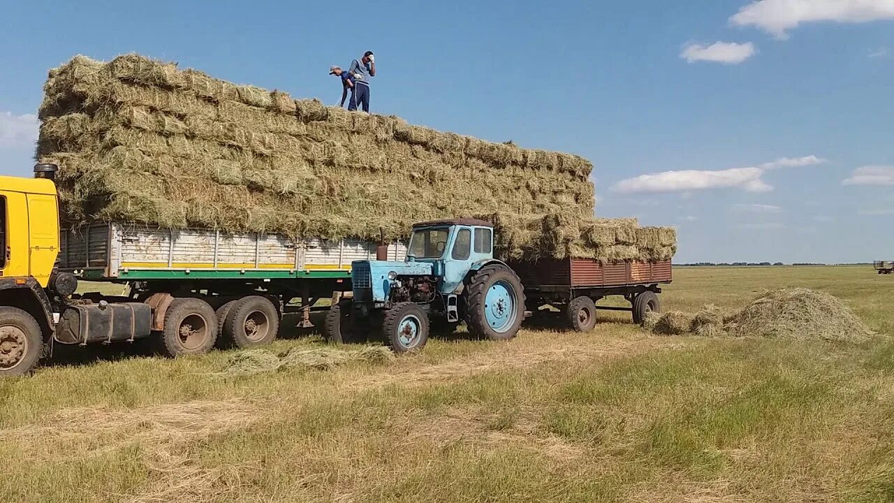 КАМАЗ С сеном. Погрузка тюков сена. КАМАЗ сено с прицепом. КАМАЗ С тюками. Погрузка сена