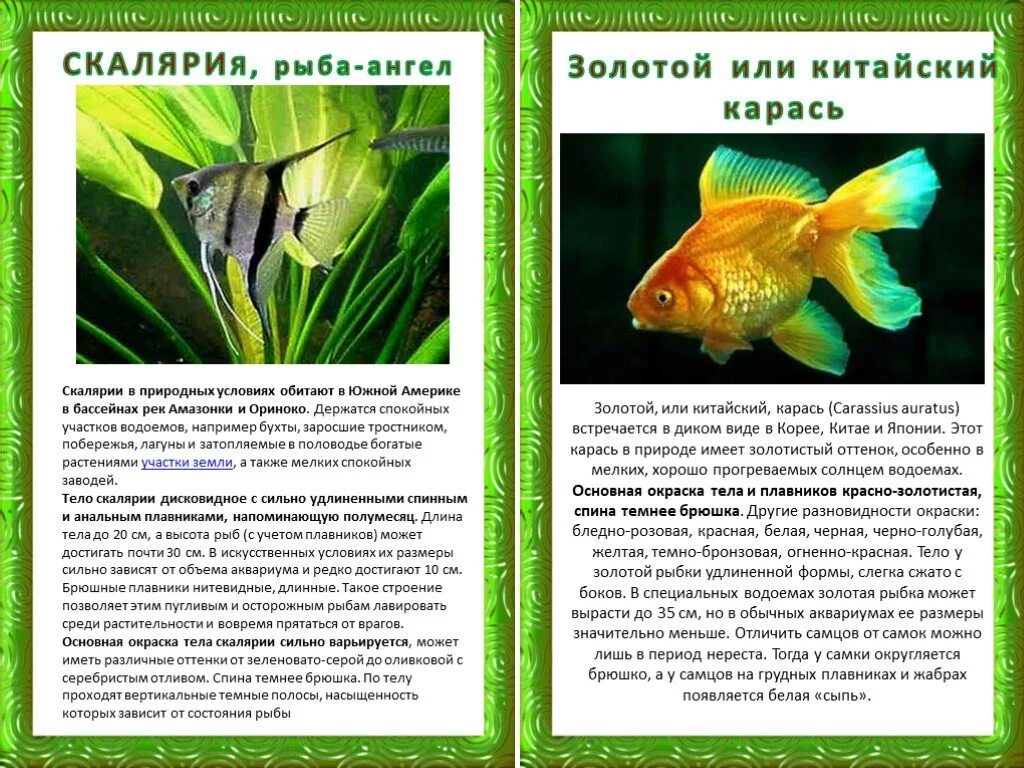 Аквариумная скалярия и золотая рыбка. Аквариумные рыбки для дошкольников. Сообщение о рыбках. Информация о аквариумных рыбках. Проект про аквариумных рыбок.
