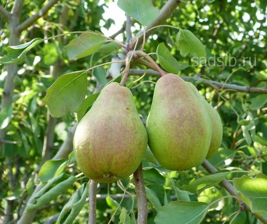 Груша вековая. Сорт груши вековая. Груша вековая (осенний сорт).