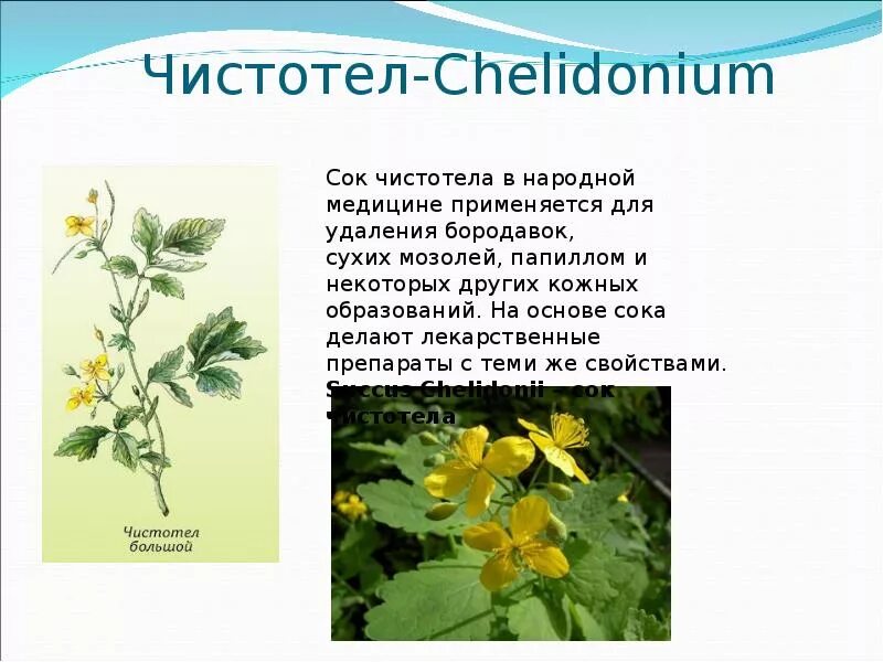 Чистотел лечебные свойства и применение в народной. Лекарственные растения чистотел. народная медицина трава чистотел. чистотел луговой. чистотел лрс.