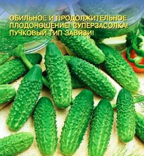 Огурец пчела